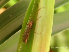 Ophion obscuratus