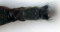 Centroclisis