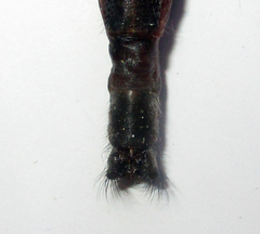 Centroclisis
