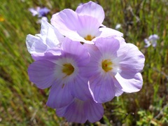 Leptosiphon grandiflorus