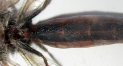 Centroclisis