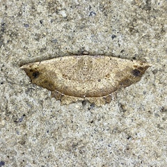 Polyacme subpulchra