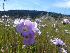 Leptosiphon grandiflorus