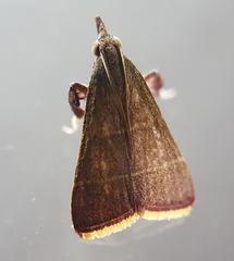 Parachma lequettealis