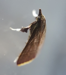 Parachma lequettealis