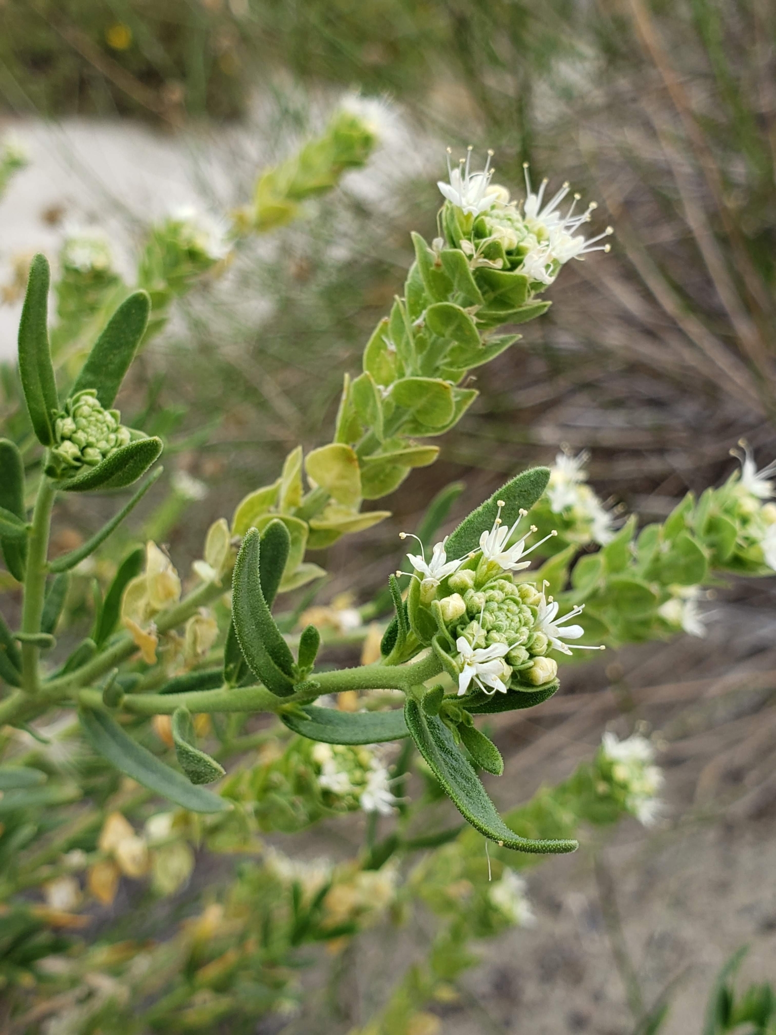 Petalonyx linearis