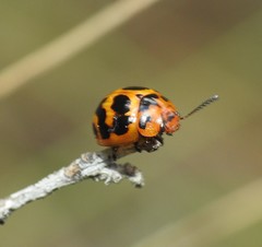 Paropsisterna octomaculata