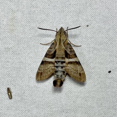 Macroglossum errans