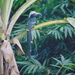 Eastern Long-tailed Hornbill - Photo (c) Paul Falay, some rights reserved (CC BY-NC), uploaded by Paul Falay