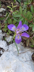 Iris unguicularis carica
