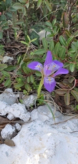 Iris unguicularis carica