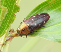 Diphucrania regalis