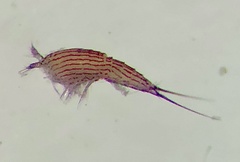 Eudactylopus