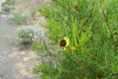 Encelia ventorum