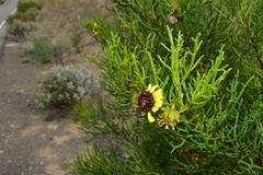 Encelia ventorum