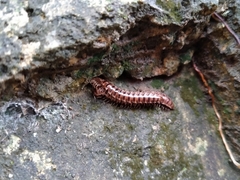 Chamberlinius hualienensis