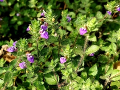 Hygrophila serpyllum