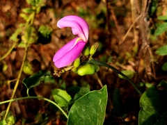 Canavalia ensiformis