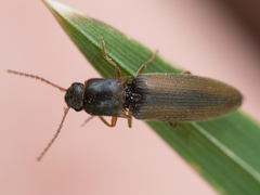 Agriotes acuminatus