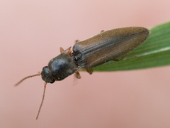 Agriotes acuminatus