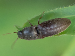 Agriotes sordidus