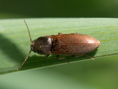 Agriotes sputator
