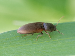 Agriotes sputator