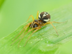 Pachygnatha listeri