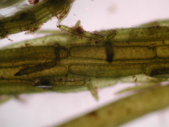 Chara subspinosa