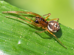 Pachygnatha listeri
