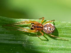 Pachygnatha listeri
