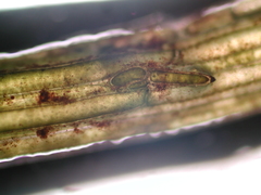 Chara subspinosa