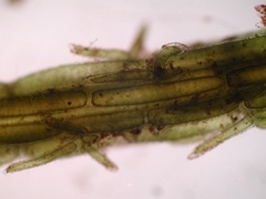 Chara subspinosa