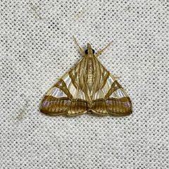 Agrioglypta zelimalis
