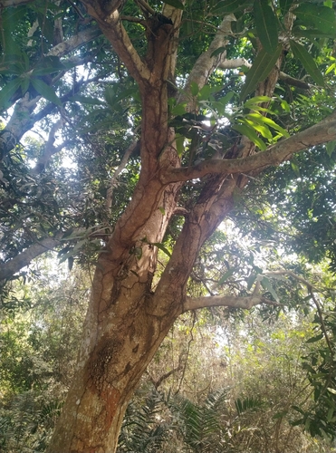 Indian mango