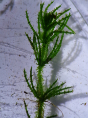 Chara strigosa