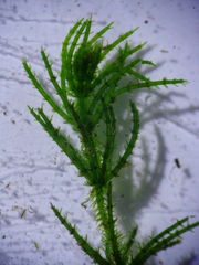 Chara strigosa