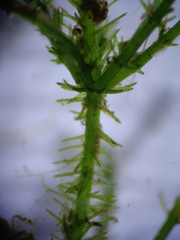 Chara strigosa