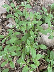 Bothriospermum zeylanicum