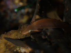 Gastrocyathus gracilis