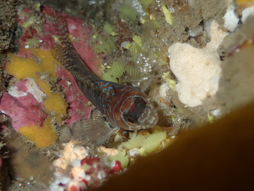 Spectacled triplefin (Ruanoho whero) — Tripterygiidae — 2