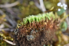 Bryum ruderale