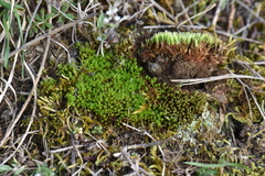 Bryum ruderale