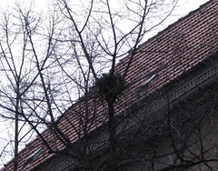 Corvus cornix