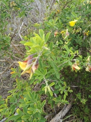 Crotalaria capensis