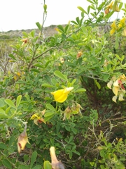 Crotalaria capensis
