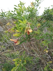 Crotalaria capensis