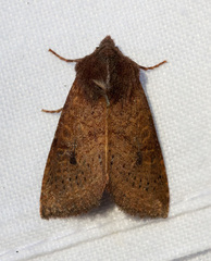 Orthosia transparens