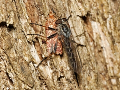 Syringoseca rhodoxantha