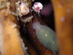 Amphoroidea media
